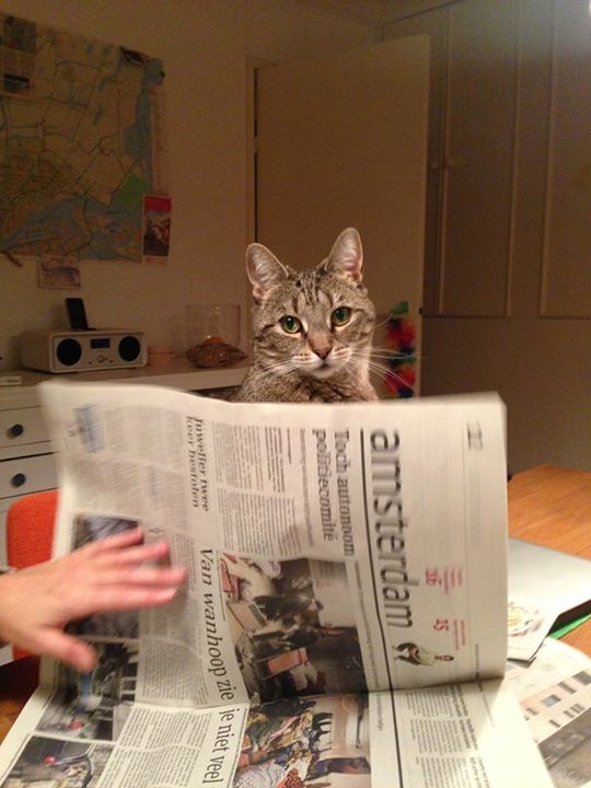 kat achter krant